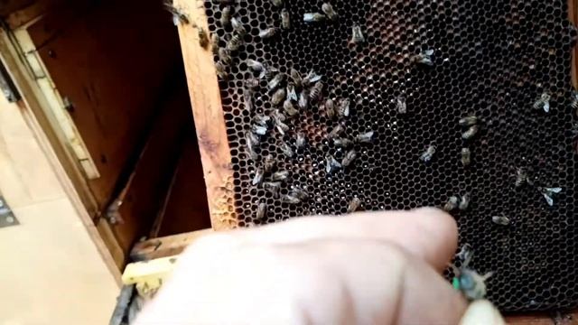 Матка так и не начала сеять после зимы. Как исправить?