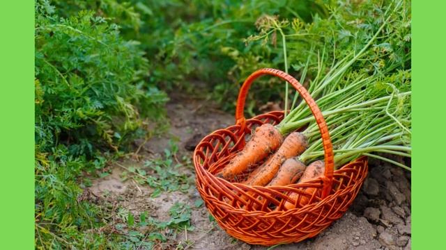 Что полезного и интересного можно сделать для дачи из старой корзины смотреть онлайн