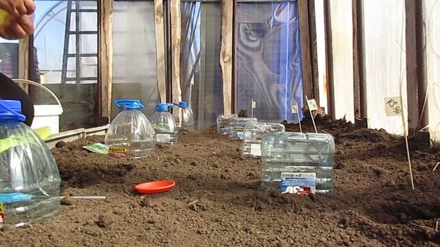 Ранний посев огурцов в теплицу 02.05.2018