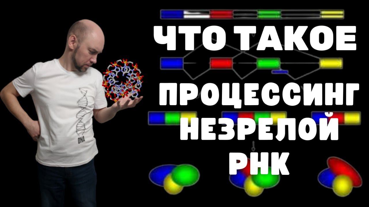 Что такое процессинг незрелой РНК? Душкин объяснит смотреть онлайн