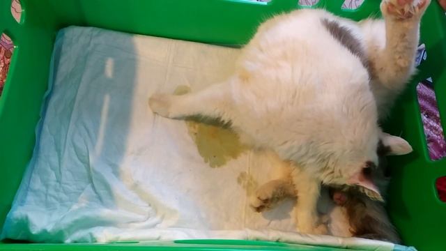 Кошка рожает. Хозяйка не отходит от своей любимицы во время родов. Очень трогательно! смотреть онлайн