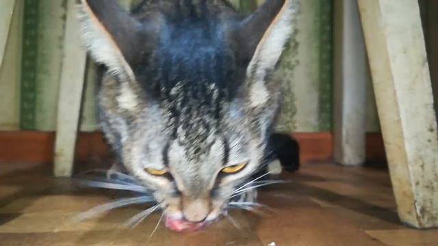 #Тула Маркиз скомуниздил куриную шею! смотреть онлайн