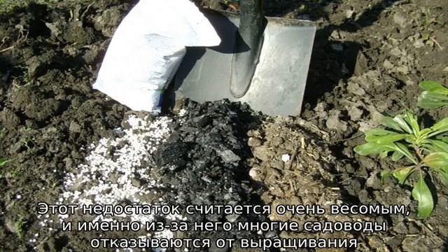 Яблоня Десертное Исаева смотреть онлайн