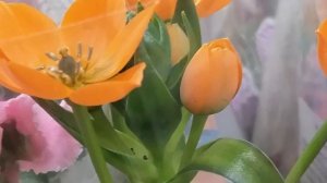 ОРНИТОГАЛУМ