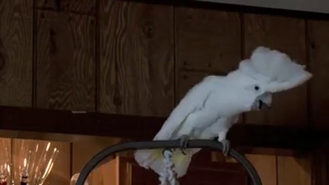 Какаду смеётся смотреть онлайн