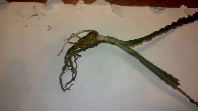 Crinum Natans Planting смотреть онлайн