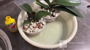 09.08.2022 Второй ЭТАП эксперимента. Поливаем БУЙСКИМ УДОБРЕНИЕМ. Одна орхидея проснулась!!!