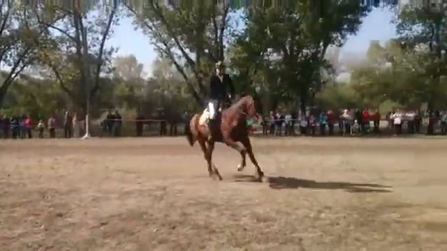 Конный спорт. Конкур смотреть онлайн