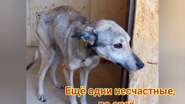 До слез..Спасли из "чёрной передержки"! смотреть онлайн