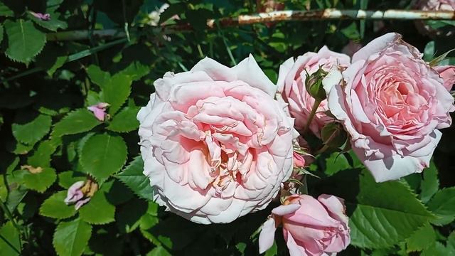 Мій сад - моя любов, пташиний спів, і спів душі, услада серцю і очам услада. смотреть онлайн