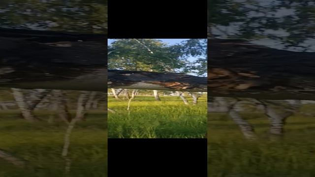 заготовка дров