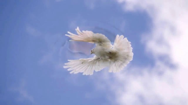 Я У ЛЮБВИ ВО ВЛАСТИ