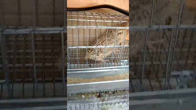 Первое яйцо от перепелок на 52 день. смотреть онлайн