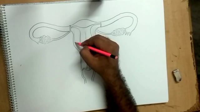How to draw female reproductive system easily step by step смотреть онлайн