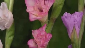 Это любовь - Александр Найдёнов