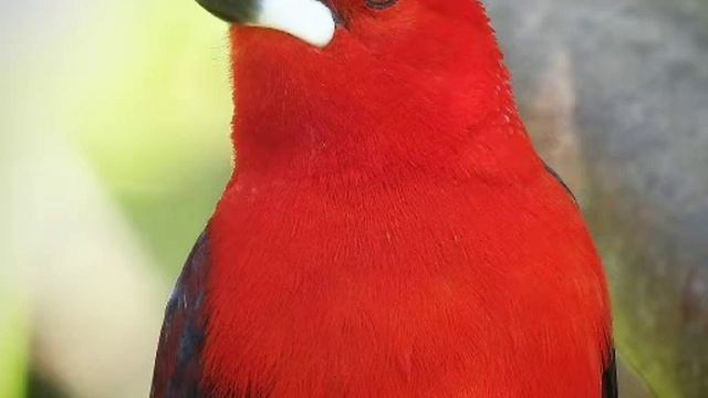 💚Ученые подсчитали количество птиц на Земле 💚 смотреть онлайн