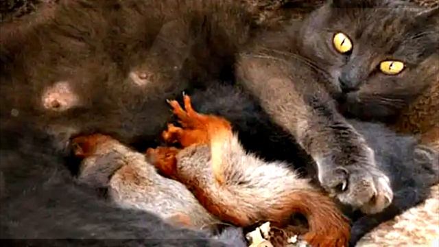 Узнав зачем кормящая кошка бросала новорожденных котят и убегала в лес -- хозяйка обомлела! смотреть онлайн