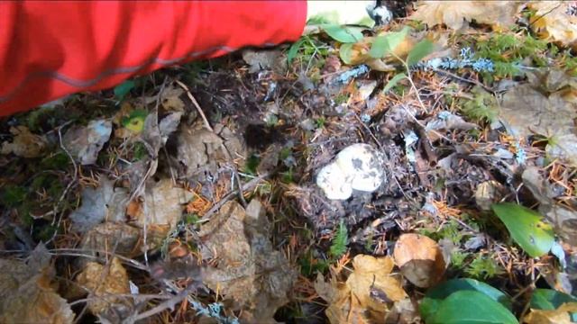 Matsutake Pine mushrooms how I found them смотреть онлайн