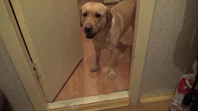 лабрадор играет) смотреть онлайн