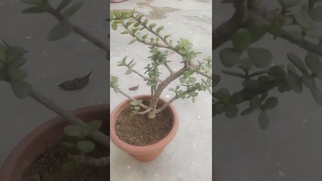 #short#Jede Plant / Bonsai Jede Plant / Lucky Plant शुभ पौधा смотреть онлайн