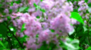 Футаж Сирень. Цветущая Сирень. Футажи для видеомонтажа. Сирень Видео. Цветы Сирени. Видеофутажи