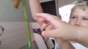 Бабочки! Домашние бабочки. Бабочкарий - ферма бабочек. В домашних условиях.