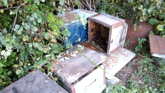 Переселение пчёл Деду 84 года смотреть онлайн