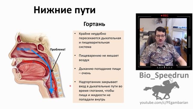 16. Дыхательные пути (Speedrun анатомия 8 класс, ЕГЭ, ОГЭ 2021) смотреть онлайн