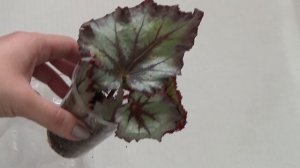 Размножение бегонии листовым черенком