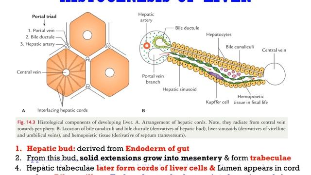 Development of GIT (Last Part 3 )(Anatomy Shortcut channel) смотреть онлайн