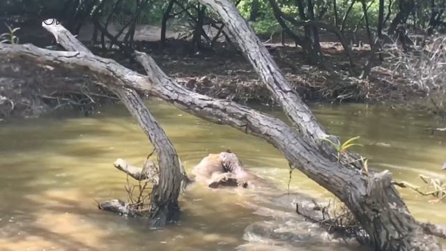 Top 5 komodo dragon hunting смотреть онлайн