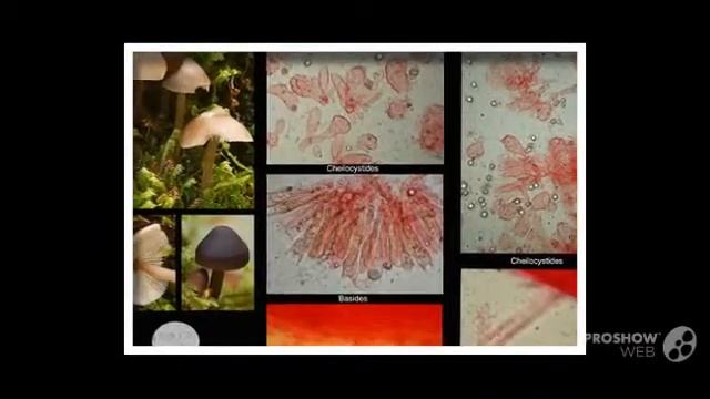 Mycena maculata - fungi kingdom смотреть онлайн