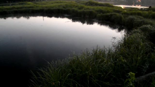 Уводь, рыбки. смотреть онлайн