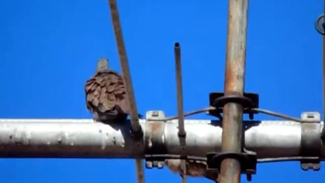 Sony Dsc H400 teste [Rolinha Caldo de Feijão] смотреть онлайн