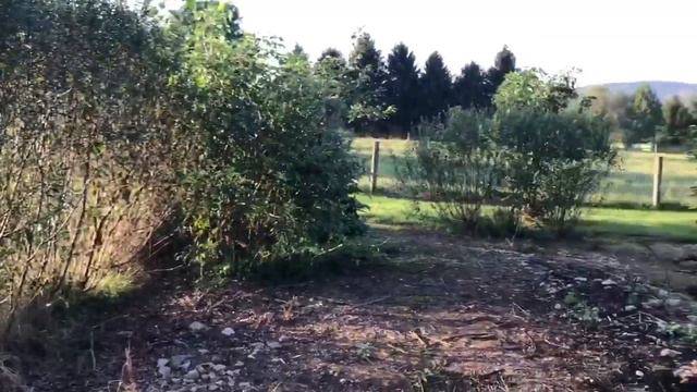 Coppicing and Pollarding Willows смотреть онлайн