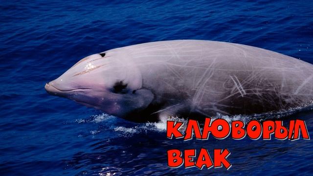 Животные Греции / Animals of Greece смотреть онлайн