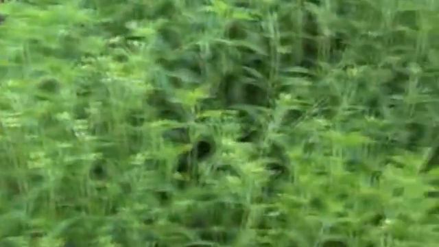 jamnabiotech stevia смотреть онлайн