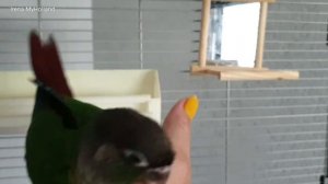 Краснохвостый Пиррура попугай/Pyrrhura molinae