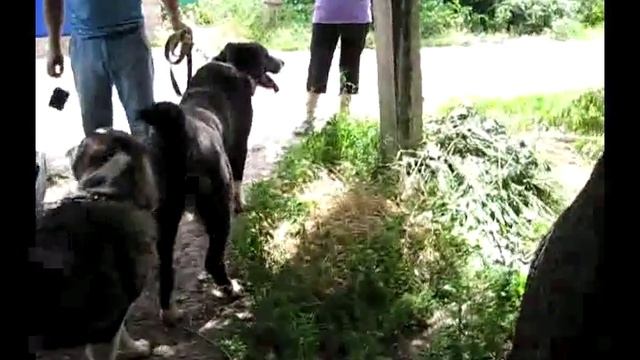 Аякс и Вега.знакомство.. смотреть онлайн