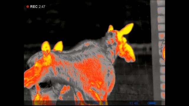 Pulsar Helion 2 XP50 PRO - Thermal Moose Family - Extremely Close - Pulsar Helion 2 XP50 PRO смотреть онлайн