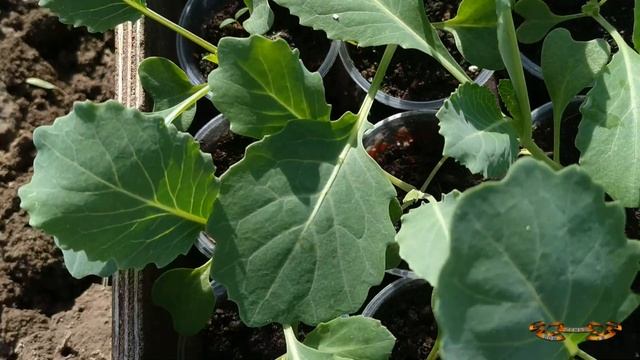 Почему я не выращиваю позднюю капусту в парнике. Посадка поздней капусты. Расстояние между капустой