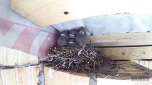 Гнездо соловья. The nest of the Nightingale.