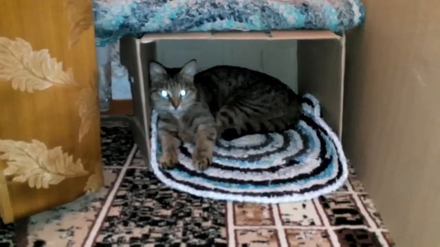 Киса в домике смотреть онлайн