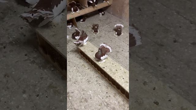 СТАТНЫЕ ЛЕНТОЧНЫЕ ГОЛУБИ ДРУЗЕЙ !!! смотреть онлайн