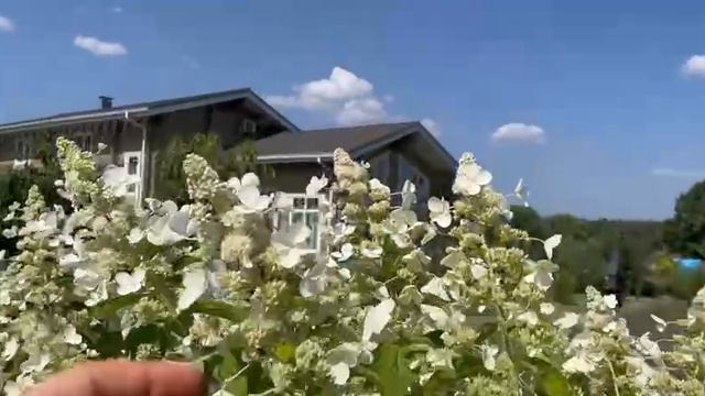 Гортензия Пинк Леди
Https://sadovod.net/gortenziya-pink-ledi-metelchataya/?sku=26049