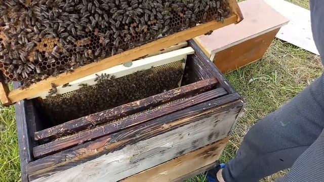 hive os смотреть онлайн