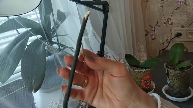 Цитокининовая паста: мини эксперимент смотреть онлайн