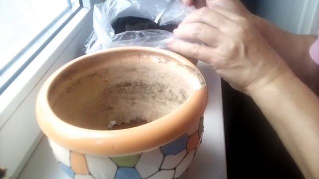 Макушку кактуса сажаю в грунт смотреть онлайн