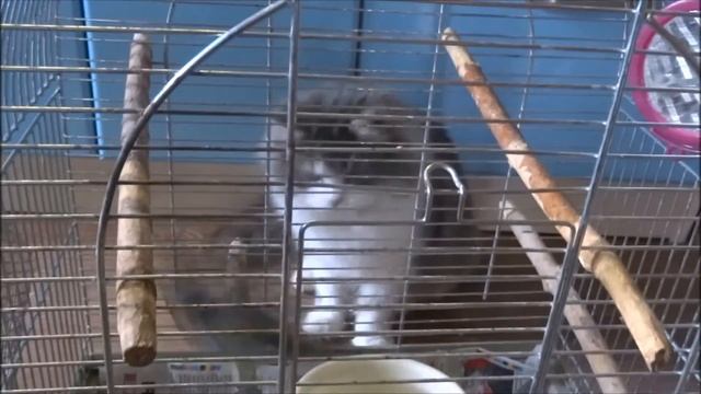 Кошка опять поймала птичку вьюрка и принесла в дом играть смотреть онлайн