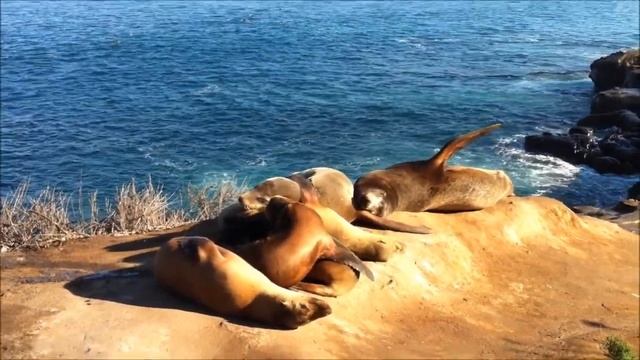 ✔ San Diego | Морские котики нежатся на солнышке